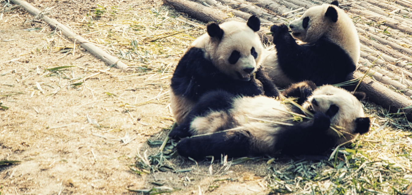 Bifengxia Giant Panda Base